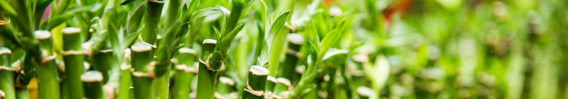 Derm Bamboo Shoots