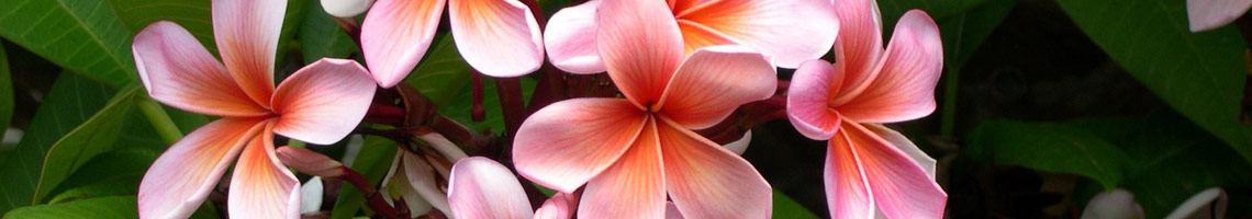Derm Plumeria